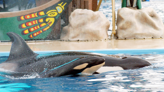 SeaWorld Officially Gives Up on Having Their Trainers Swim with Orcas